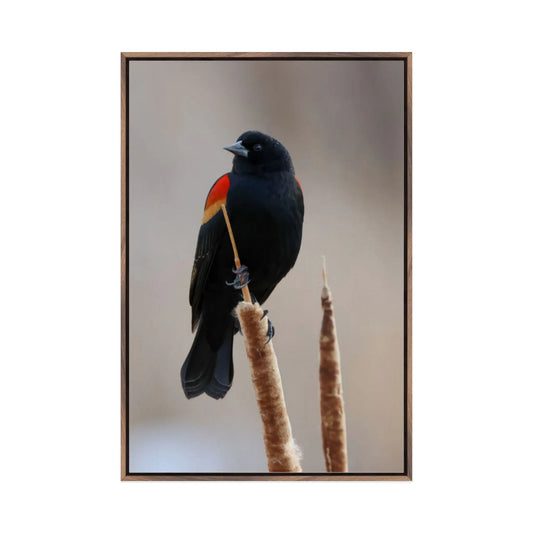 Red-Winged Blackbird Float Frame by Sara Turbyfill Photography and Design.