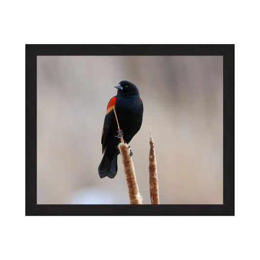 Red-Winged Blackbird Framed Print by Sara Turbyfill Photography and Design.
