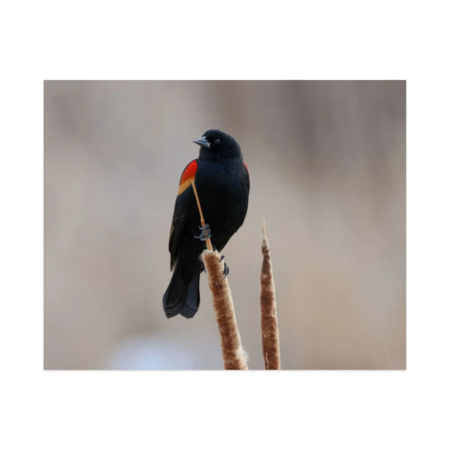 Red-Winged Blackbird Gallery Wrapped Canvas by Sara Turbyfill Photography and Design.