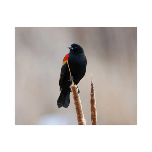 Red-Winged Blackbird Metal Print by Sara Turbyfill Photography and Design.