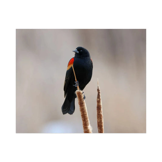 Red-Winged Blackbird Print by Sara Turbyfill Photography and Design.